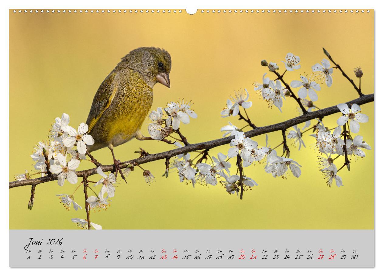 Beispielinhalt (Bild) Bunte Vögel am Futterplatz (Wandkalender 2026 DIN A2 quer), CALVENDO Monatskalender