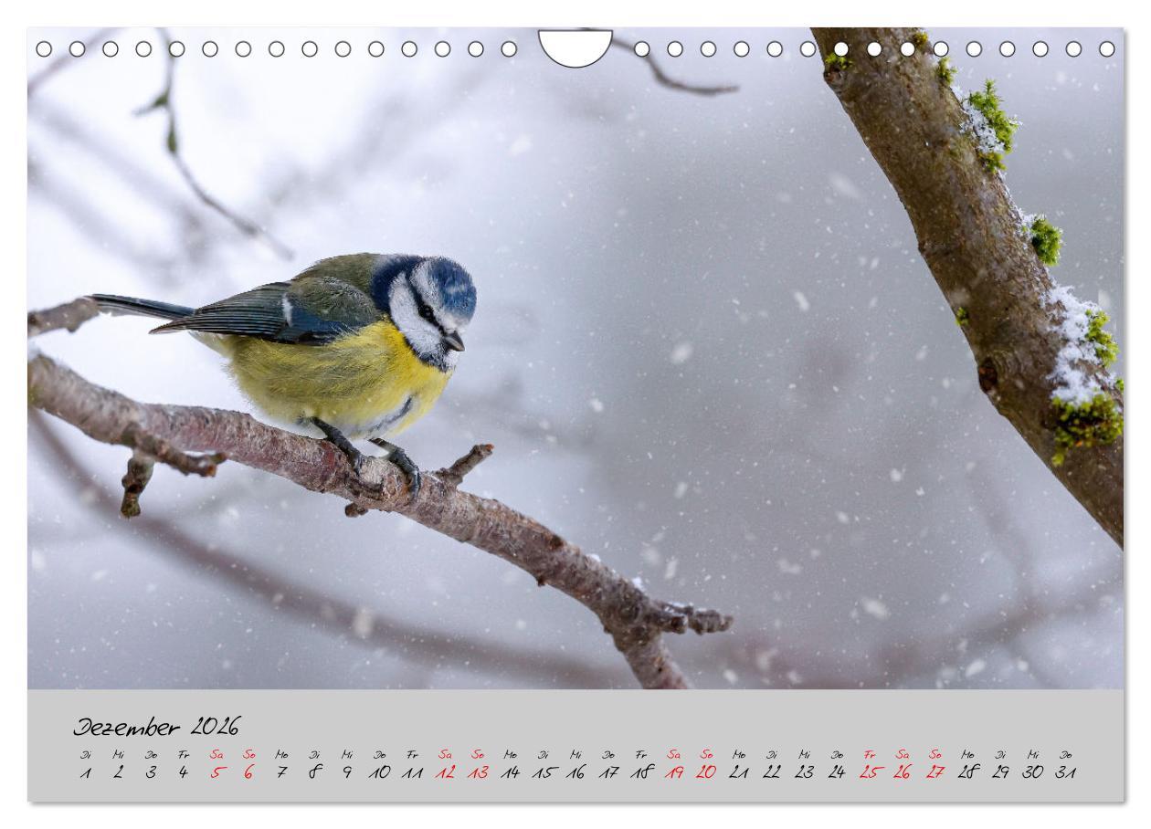 Beispielinhalt (Bild) Bunte Vögel am Futterplatz (Wandkalender 2026 DIN A4 quer), CALVENDO Monatskalender