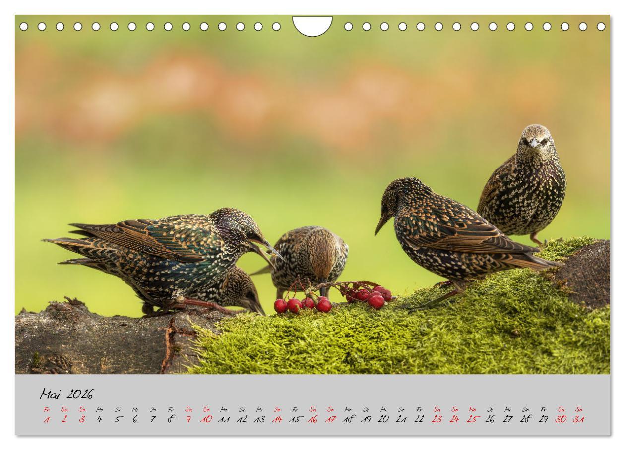 Beispielinhalt (Bild) Bunte Vögel am Futterplatz (Wandkalender 2026 DIN A4 quer), CALVENDO Monatskalender