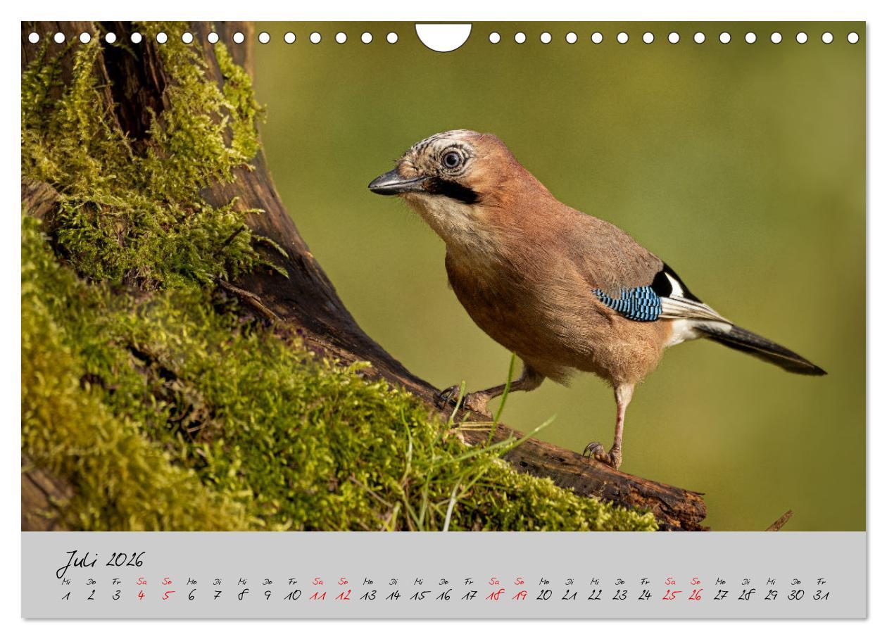 Beispielinhalt (Bild) Bunte Vögel am Futterplatz (Wandkalender 2026 DIN A4 quer), CALVENDO Monatskalender