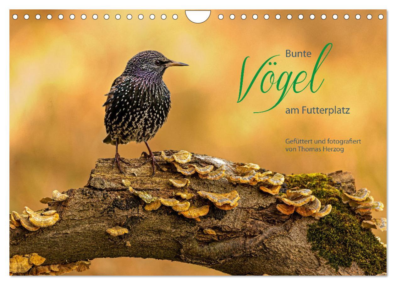Vorderes Coverbild Bunte Vögel am Futterplatz (Wandkalender 2026 DIN A4 quer), CALVENDO Monatskalender