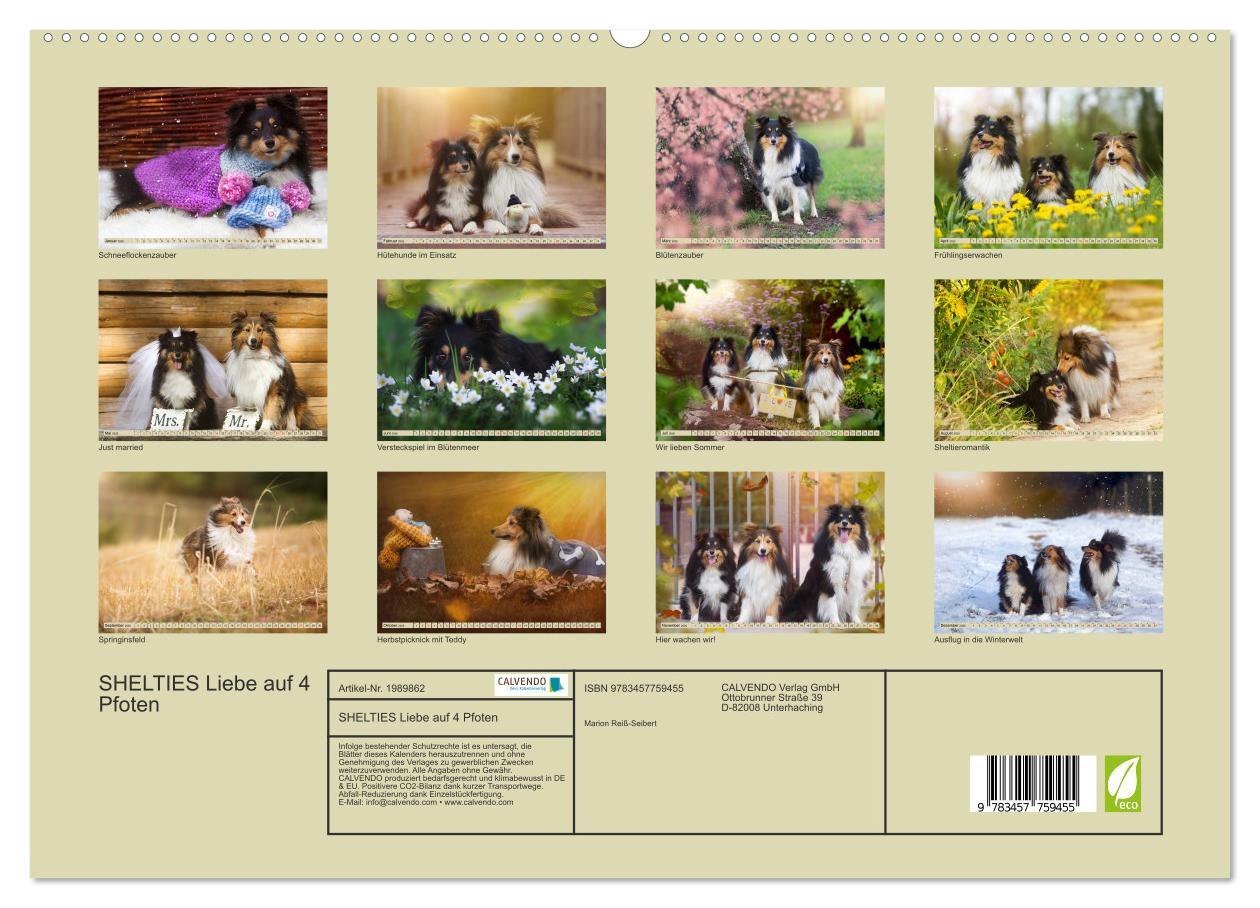 Beispielinhalt (Bild) SHELTIES Liebe auf 4 Pfoten (hochwertiger Premium Wandkalender 2026 DIN A2 quer), Kunstdruck in Hochglanz