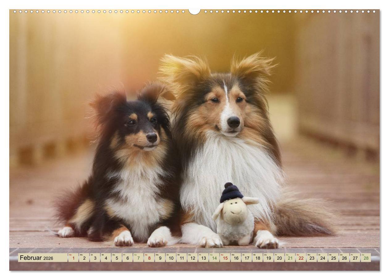 Beispielinhalt (Bild) SHELTIES Liebe auf 4 Pfoten (hochwertiger Premium Wandkalender 2026 DIN A2 quer), Kunstdruck in Hochglanz