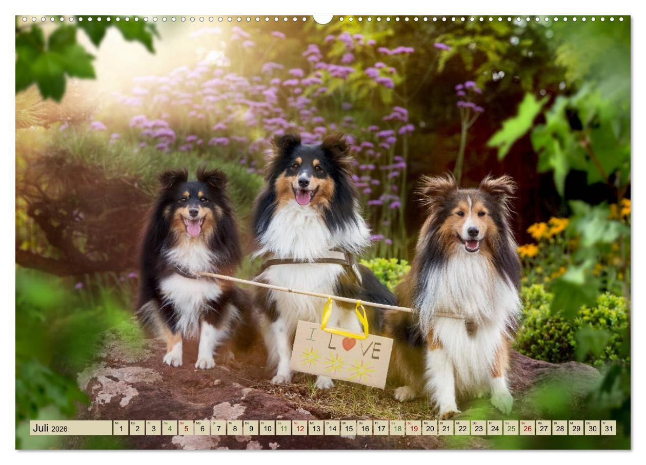 Beispielinhalt (Bild) SHELTIES Liebe auf 4 Pfoten (hochwertiger Premium Wandkalender 2026 DIN A2 quer), Kunstdruck in Hochglanz