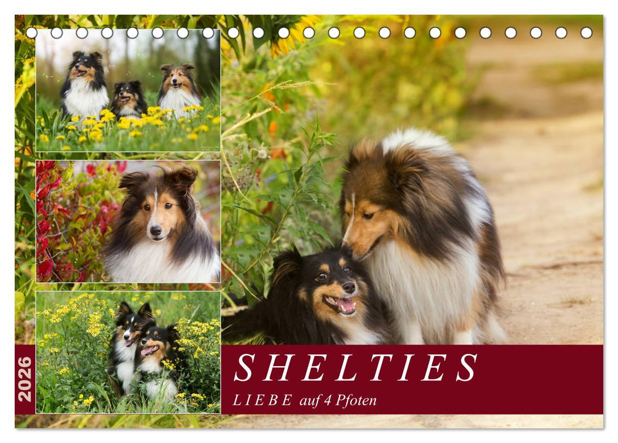 Vorderes Coverbild SHELTIES Liebe auf 4 Pfoten (Tischkalender 2026 DIN A5 quer), CALVENDO Monatskalender