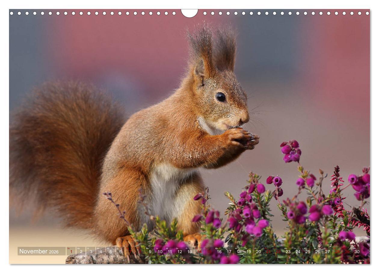 Beispielinhalt (Bild) Eichhörnchen Momentaufnahmen fürs Herz (Wandkalender 2026 DIN A3 quer), CALVENDO Monatskalender