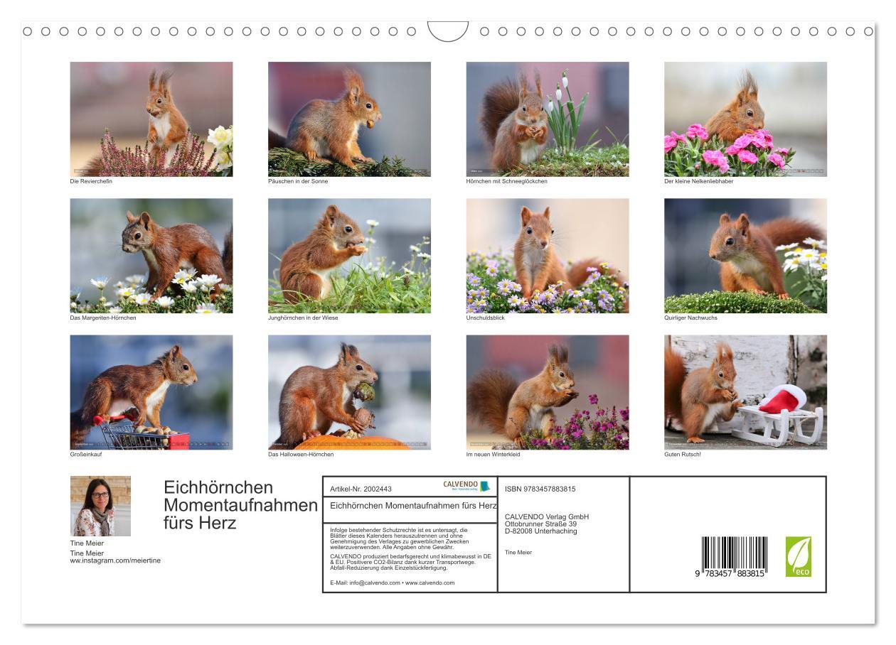 Beispielinhalt (Bild) Eichhörnchen Momentaufnahmen fürs Herz (Wandkalender 2026 DIN A3 quer), CALVENDO Monatskalender