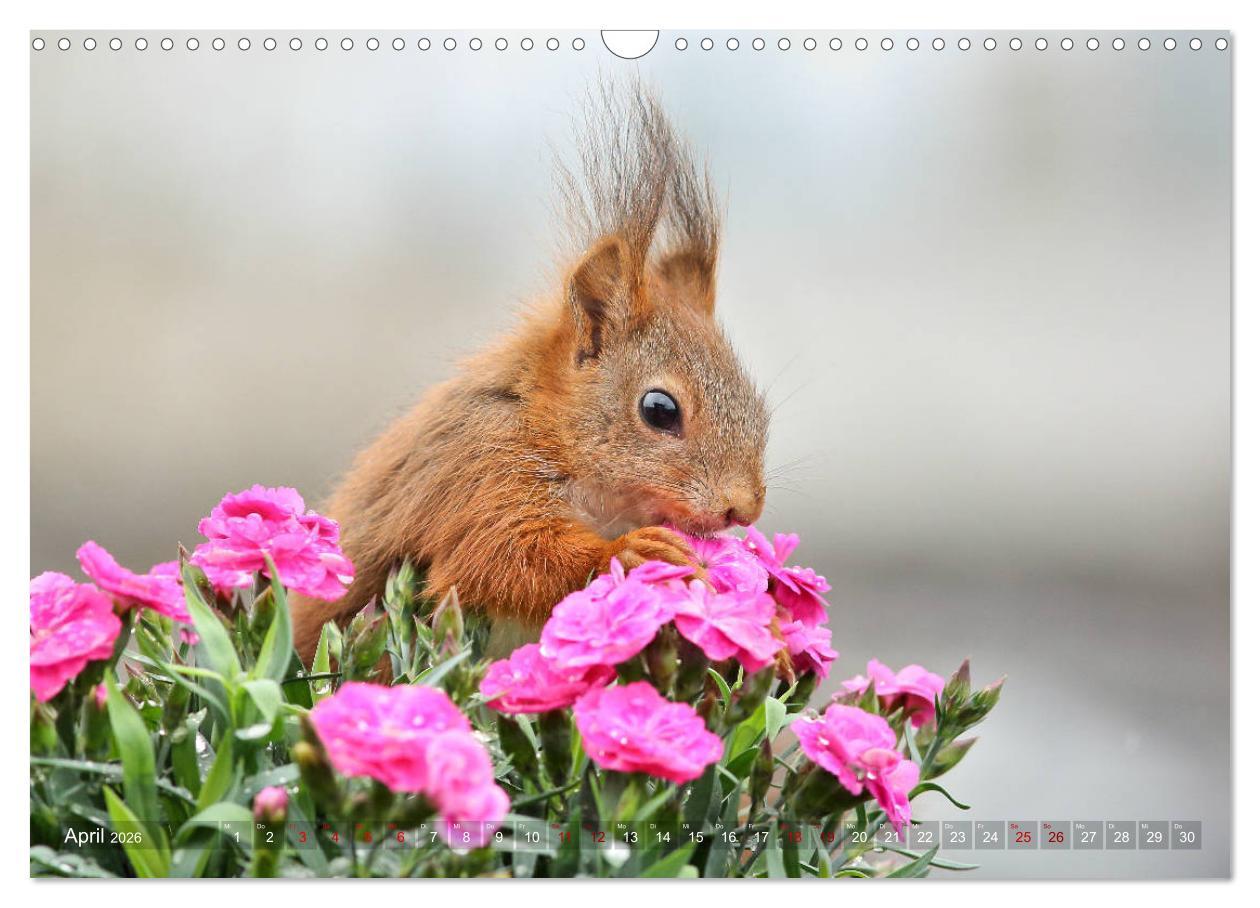 Beispielinhalt (Bild) Eichhörnchen Momentaufnahmen fürs Herz (Wandkalender 2026 DIN A3 quer), CALVENDO Monatskalender