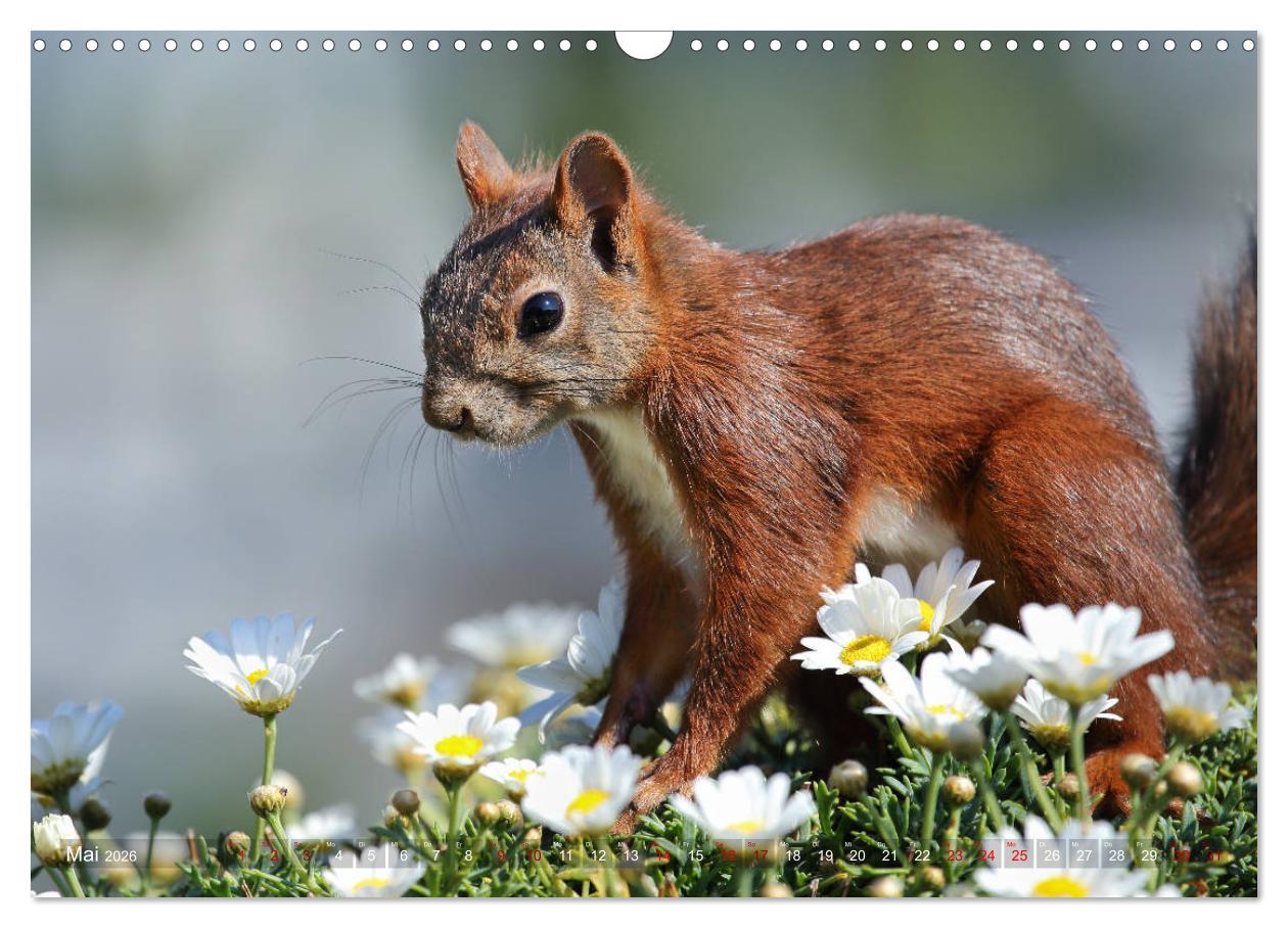Beispielinhalt (Bild) Eichhörnchen Momentaufnahmen fürs Herz (Wandkalender 2026 DIN A3 quer), CALVENDO Monatskalender