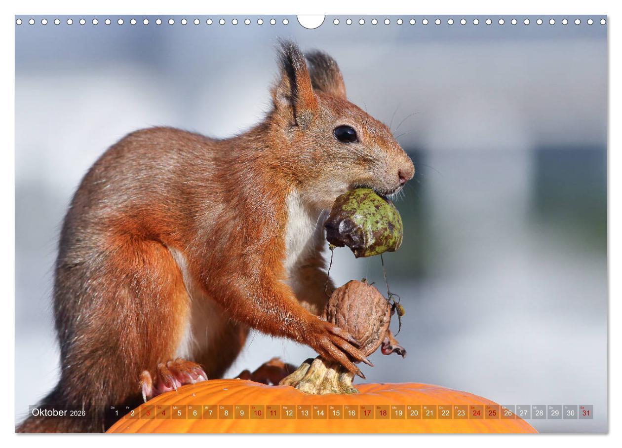 Beispielinhalt (Bild) Eichhörnchen Momentaufnahmen fürs Herz (Wandkalender 2026 DIN A3 quer), CALVENDO Monatskalender