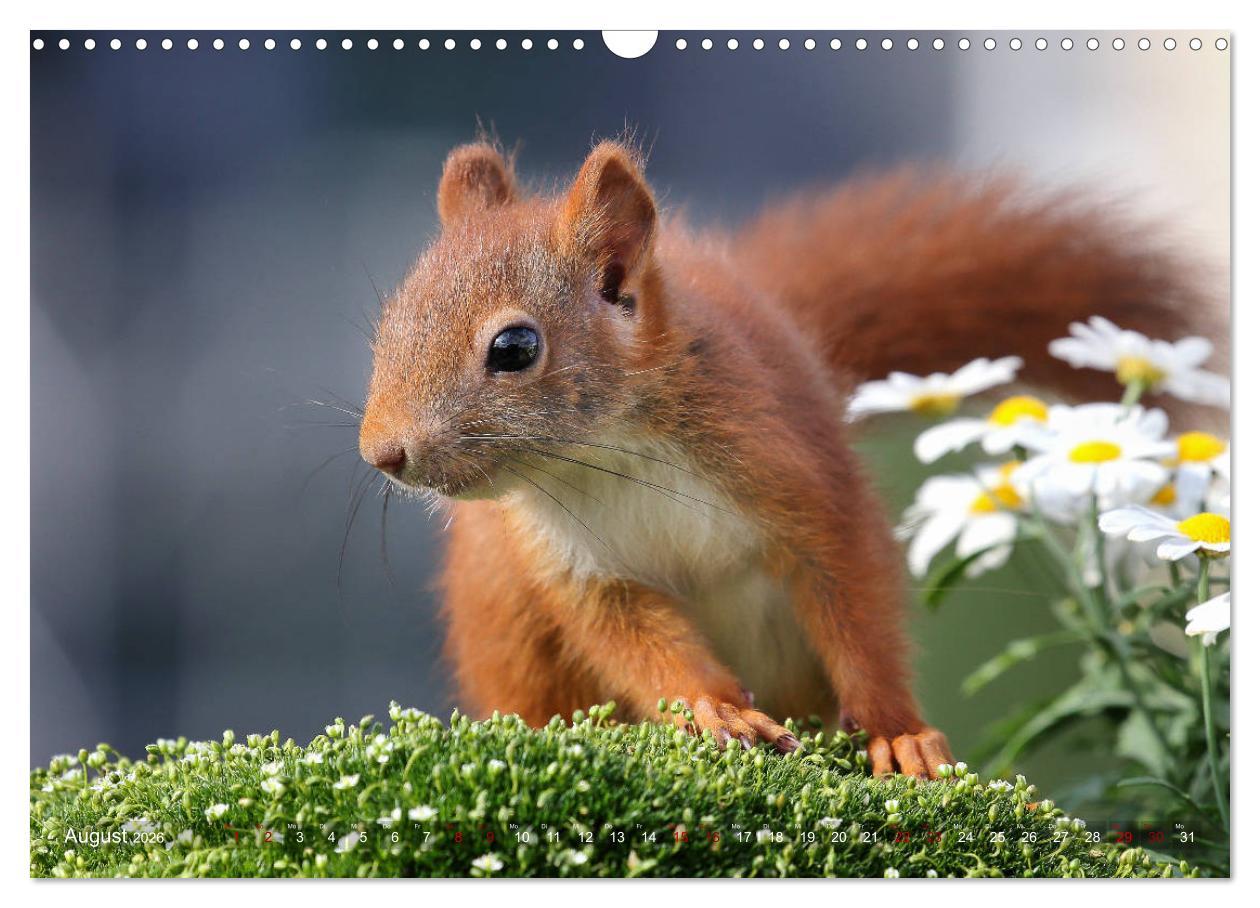Beispielinhalt (Bild) Eichhörnchen Momentaufnahmen fürs Herz (Wandkalender 2026 DIN A3 quer), CALVENDO Monatskalender