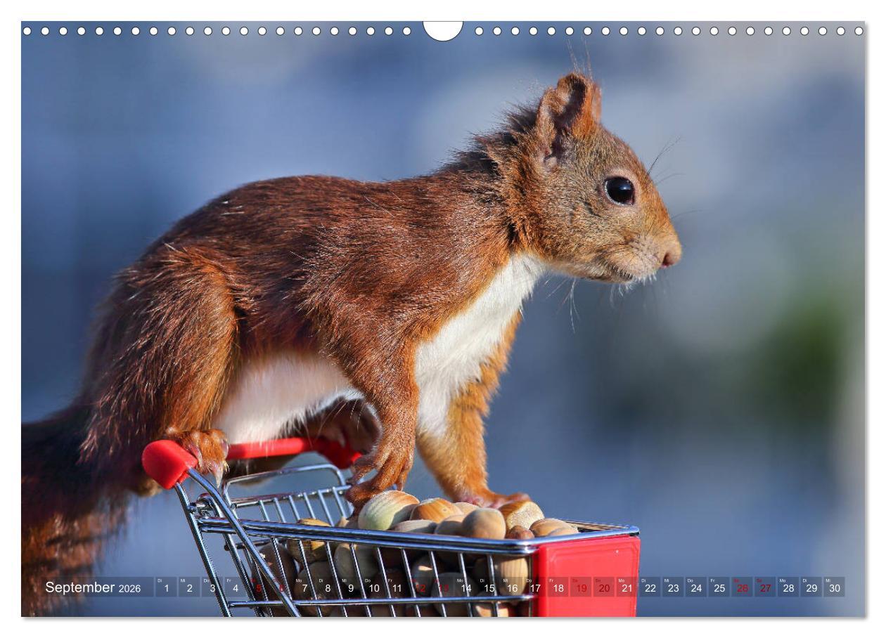 Beispielinhalt (Bild) Eichhörnchen Momentaufnahmen fürs Herz (Wandkalender 2026 DIN A3 quer), CALVENDO Monatskalender