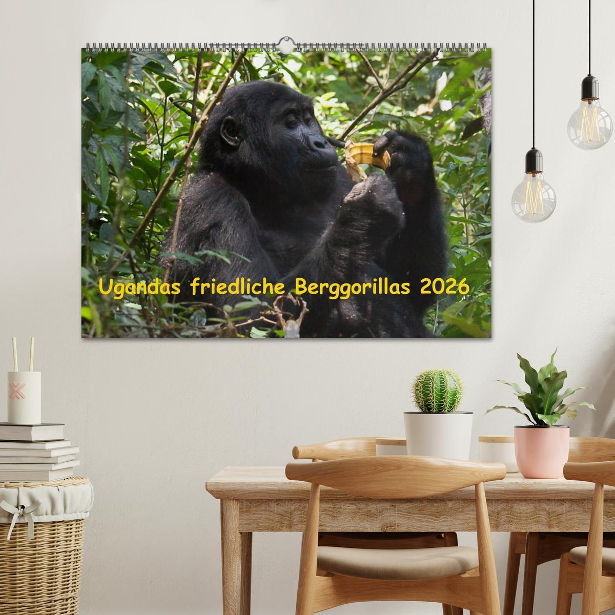 Beispielinhalt (Bild) Ugandas friedliche Berggorillas (Wandkalender 2026 DIN A2 quer), CALVENDO Monatskalender