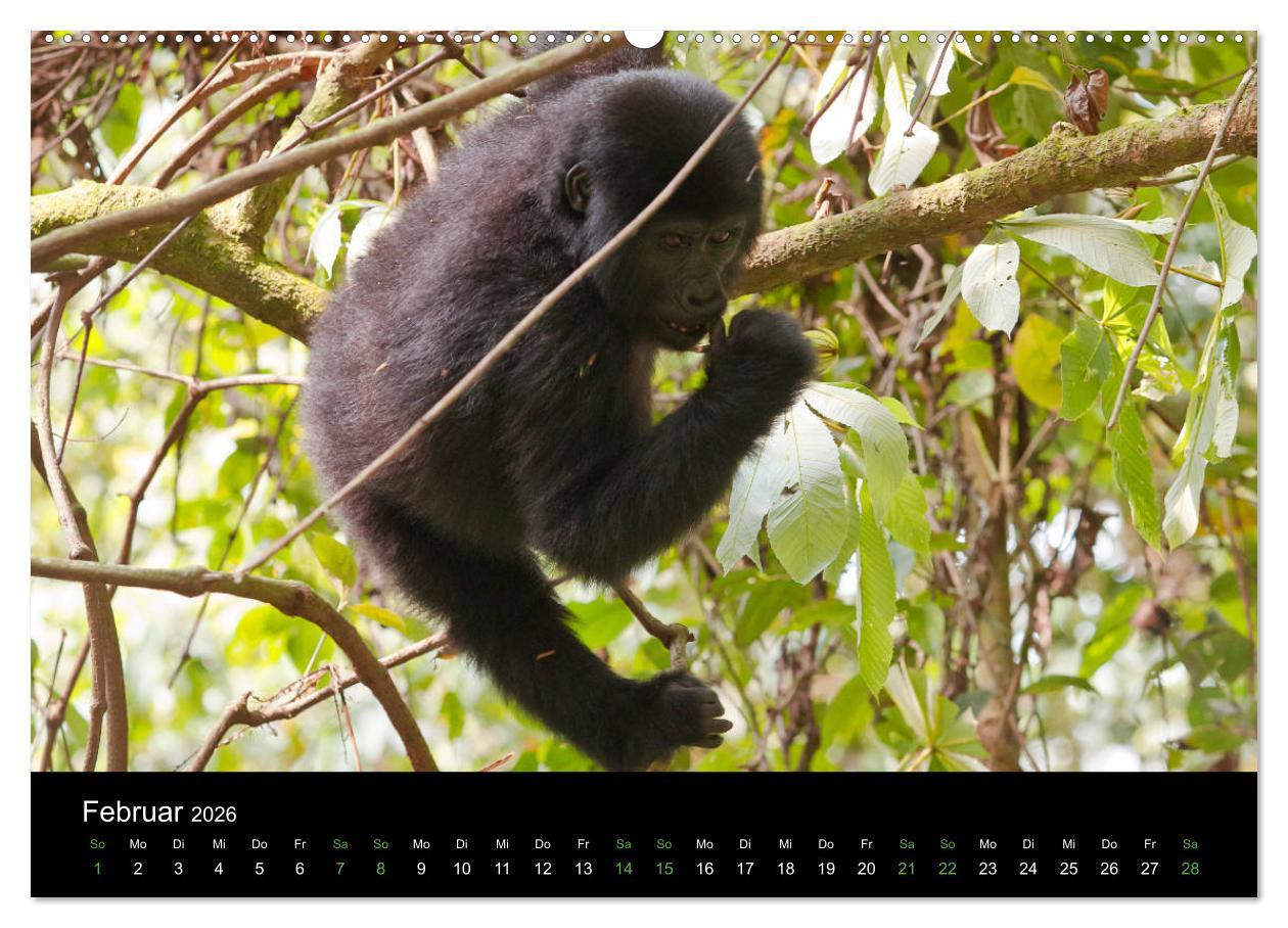 Beispielinhalt (Bild) Ugandas friedliche Berggorillas (Wandkalender 2026 DIN A2 quer), CALVENDO Monatskalender