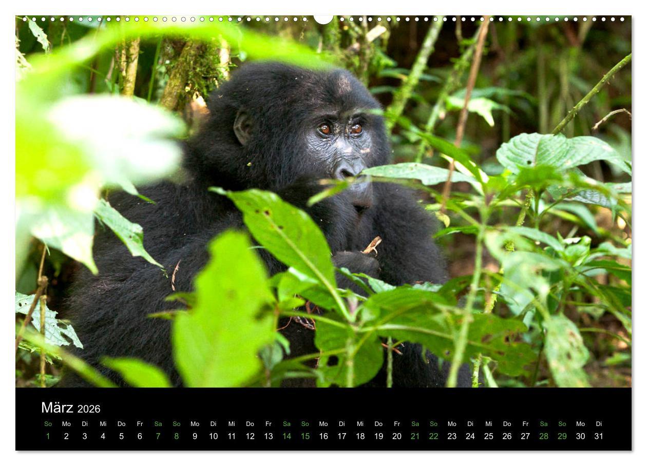 Beispielinhalt (Bild) Ugandas friedliche Berggorillas (Wandkalender 2026 DIN A2 quer), CALVENDO Monatskalender