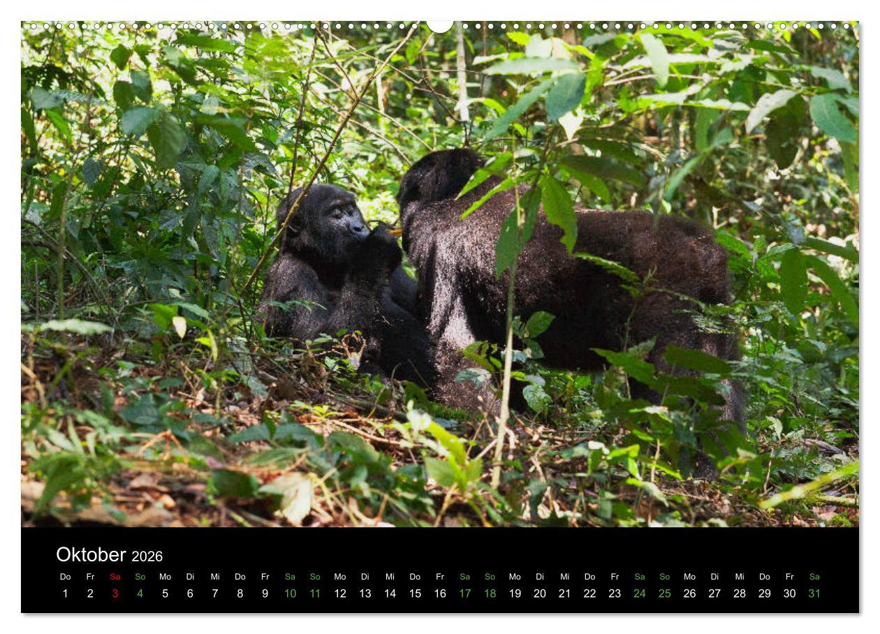 Beispielinhalt (Bild) Ugandas friedliche Berggorillas (Wandkalender 2026 DIN A2 quer), CALVENDO Monatskalender