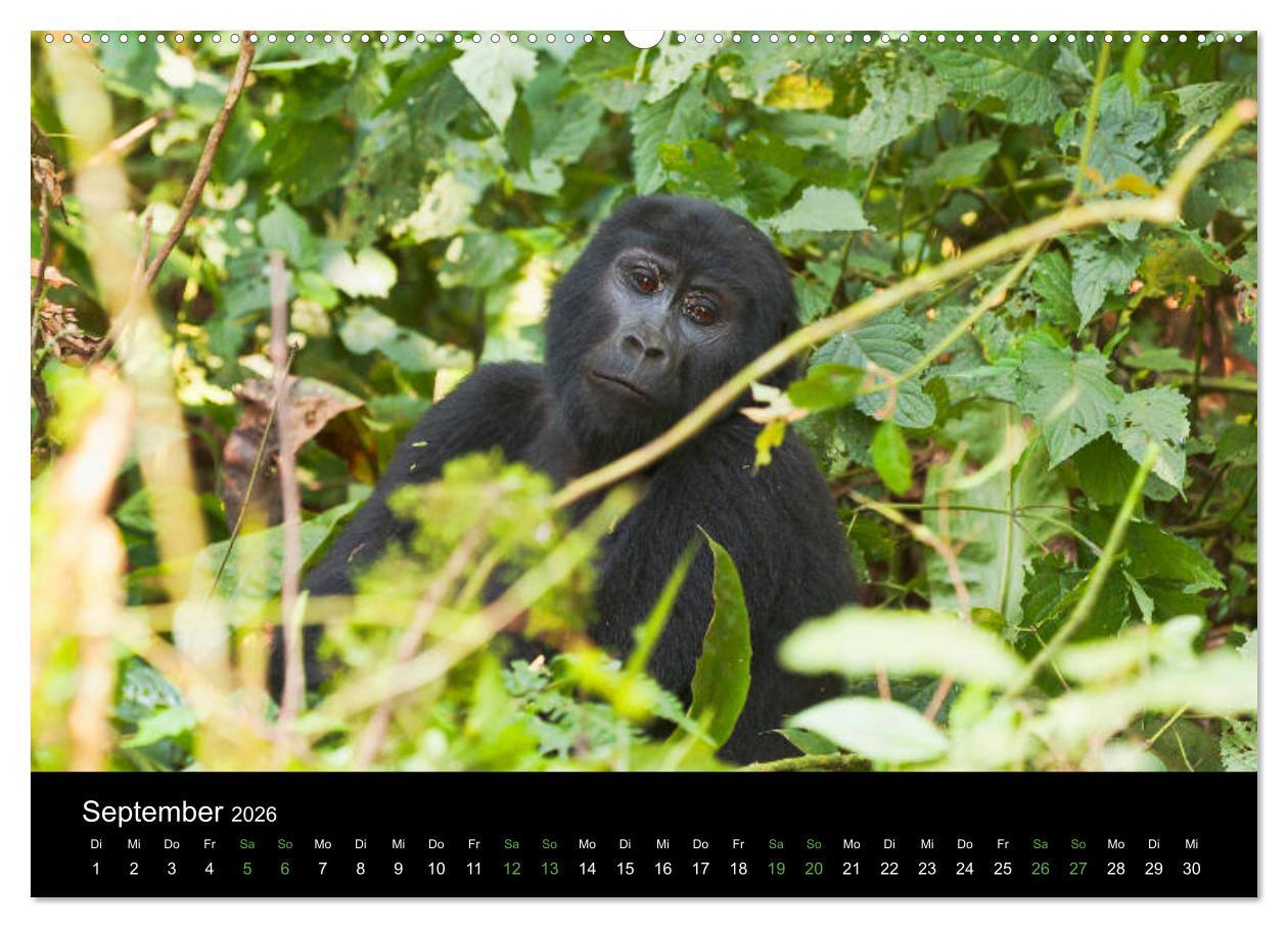 Beispielinhalt (Bild) Ugandas friedliche Berggorillas (Wandkalender 2026 DIN A2 quer), CALVENDO Monatskalender