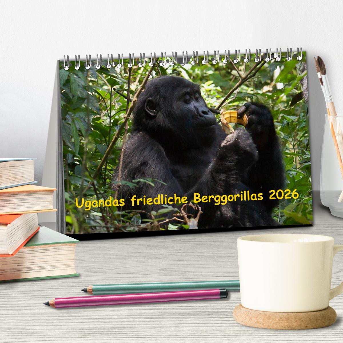 Beispielinhalt (Bild) Ugandas friedliche Berggorillas (Tischkalender 2026 DIN A5 quer), CALVENDO Monatskalender