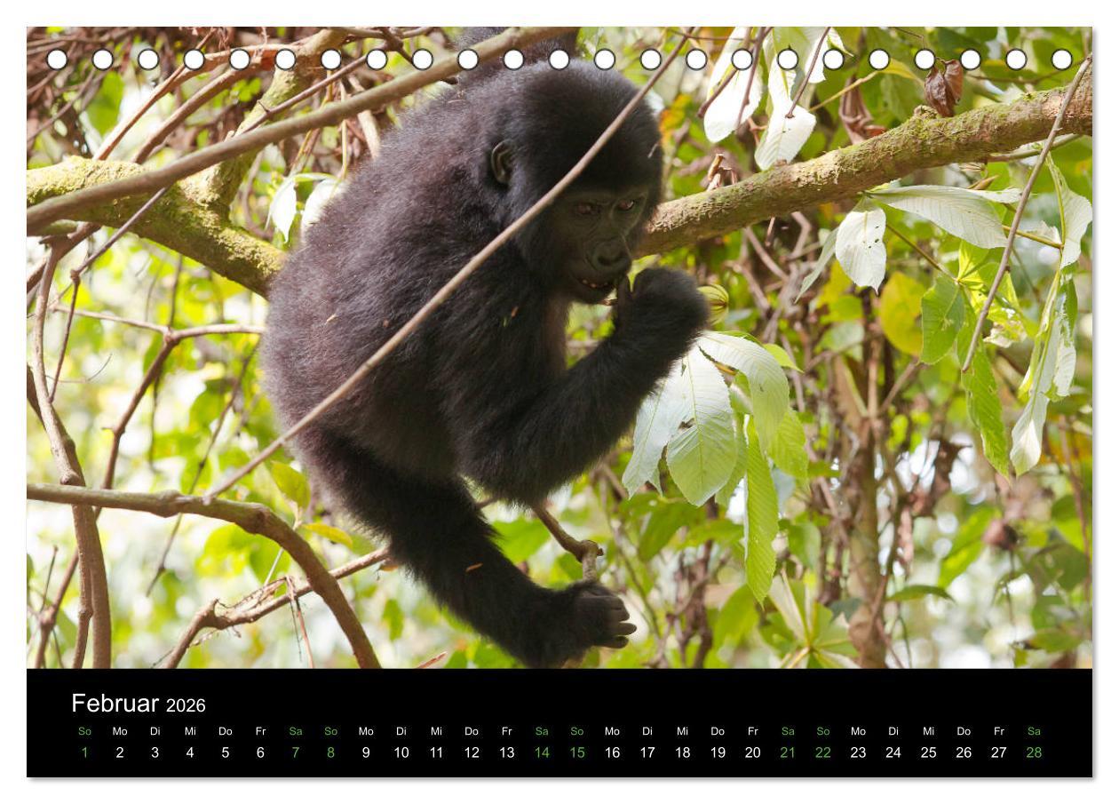 Beispielinhalt (Bild) Ugandas friedliche Berggorillas (Tischkalender 2026 DIN A5 quer), CALVENDO Monatskalender