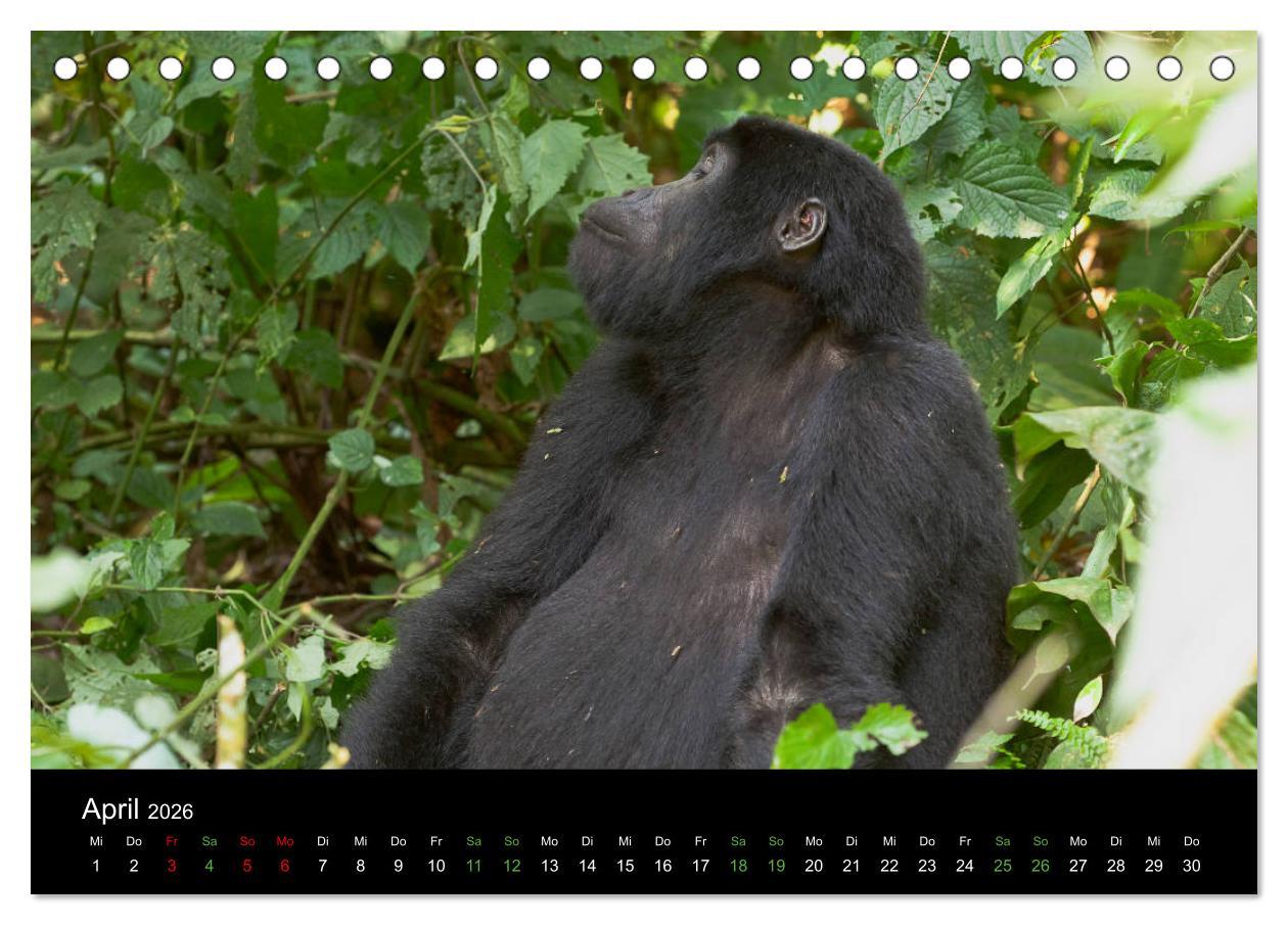 Beispielinhalt (Bild) Ugandas friedliche Berggorillas (Tischkalender 2026 DIN A5 quer), CALVENDO Monatskalender