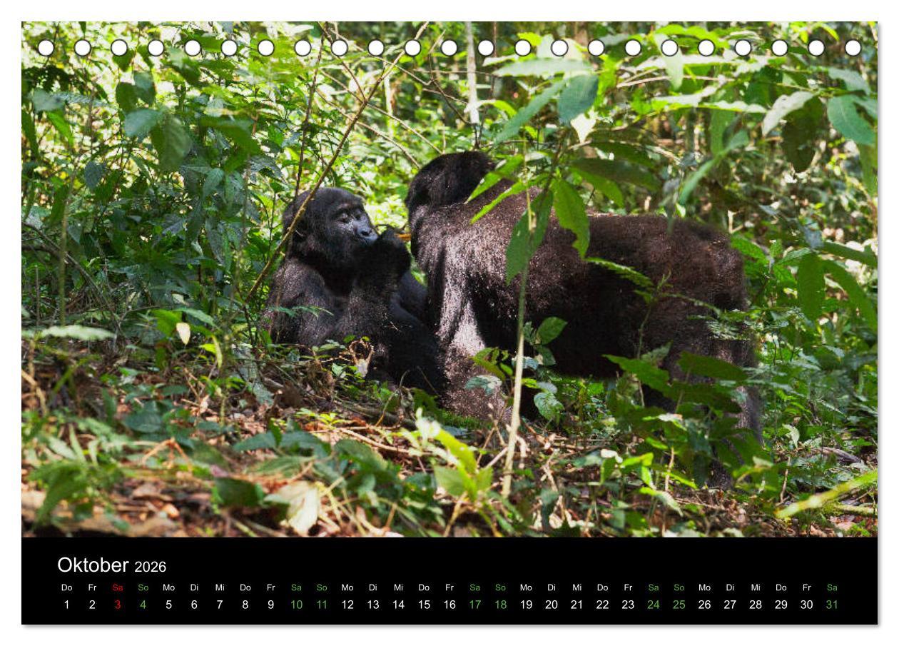 Beispielinhalt (Bild) Ugandas friedliche Berggorillas (Tischkalender 2026 DIN A5 quer), CALVENDO Monatskalender