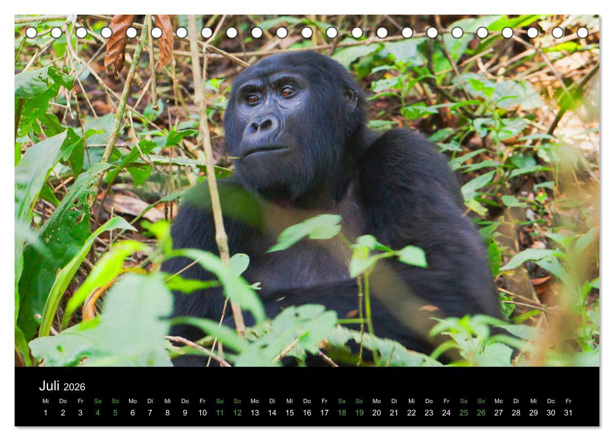 Beispielinhalt (Bild) Ugandas friedliche Berggorillas (Tischkalender 2026 DIN A5 quer), CALVENDO Monatskalender