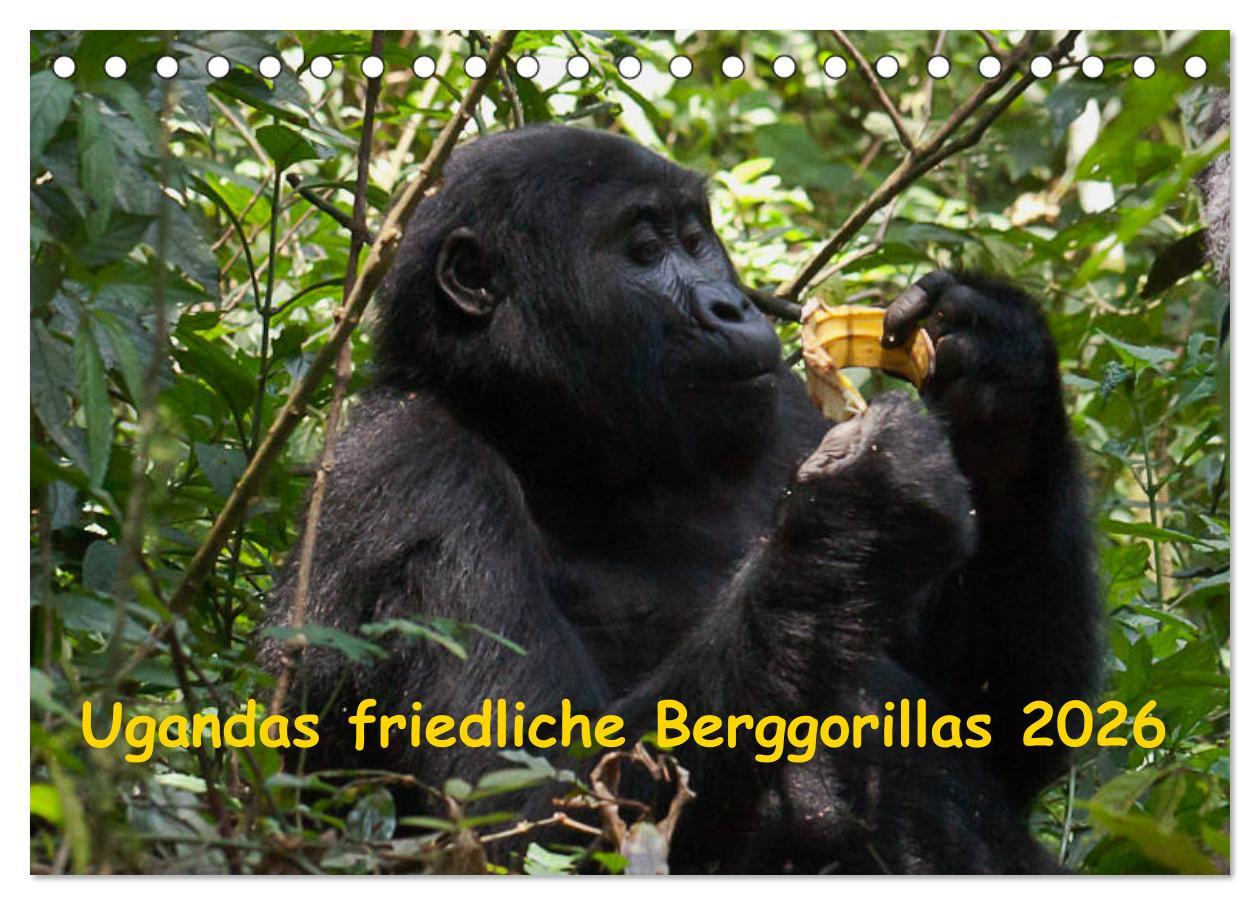 Vorderes Coverbild Ugandas friedliche Berggorillas (Tischkalender 2026 DIN A5 quer), CALVENDO Monatskalender