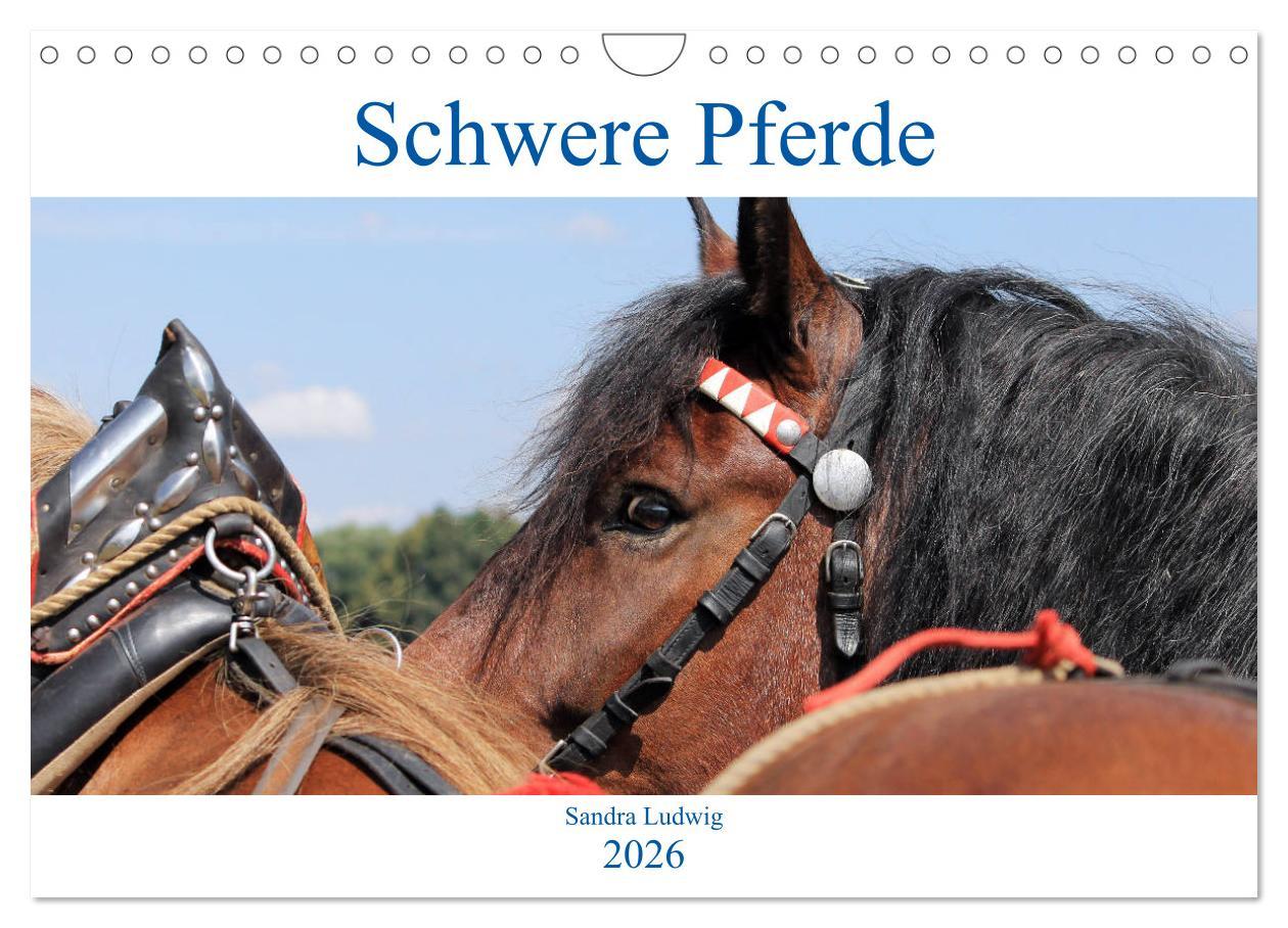 Vorderes Coverbild Schwere Pferde 2026 (Wandkalender 2026 DIN A4 quer), CALVENDO Monatskalender