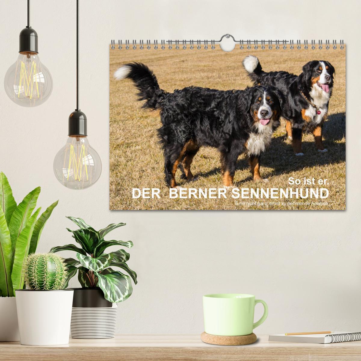 Beispielinhalt (Bild) So ist er. Der Berner Sennenhund (Wandkalender 2026 DIN A4 quer), CALVENDO Monatskalender
