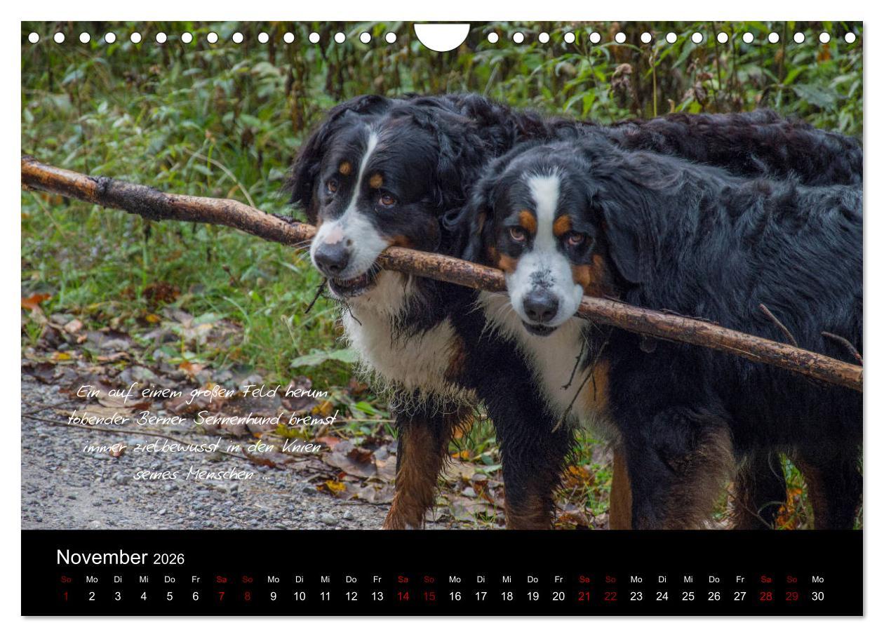 Beispielinhalt (Bild) So ist er. Der Berner Sennenhund (Wandkalender 2026 DIN A4 quer), CALVENDO Monatskalender