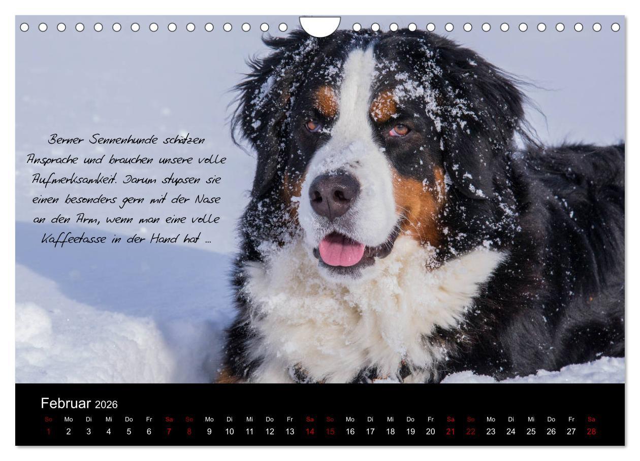 Beispielinhalt (Bild) So ist er. Der Berner Sennenhund (Wandkalender 2026 DIN A4 quer), CALVENDO Monatskalender