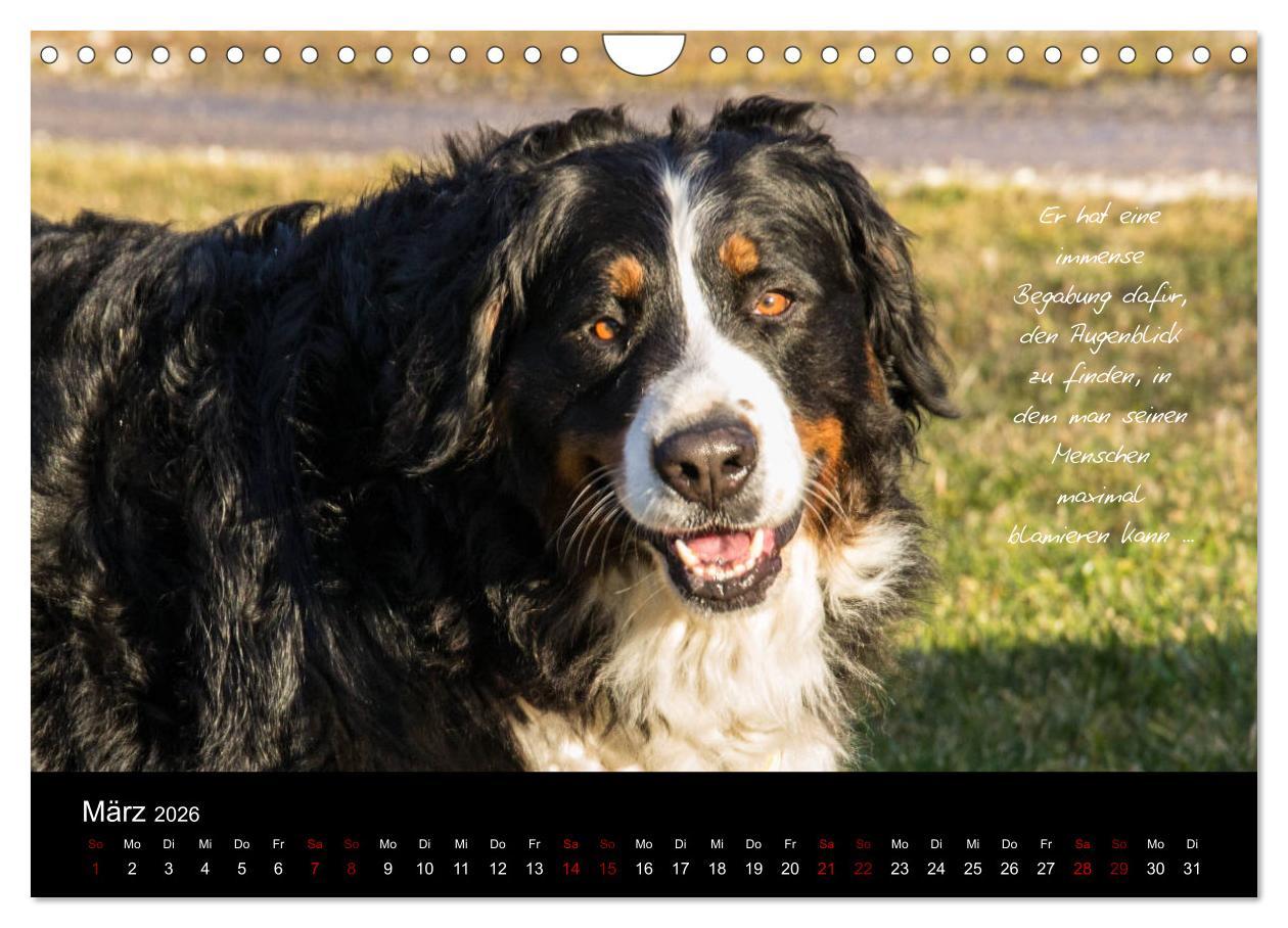Beispielinhalt (Bild) So ist er. Der Berner Sennenhund (Wandkalender 2026 DIN A4 quer), CALVENDO Monatskalender