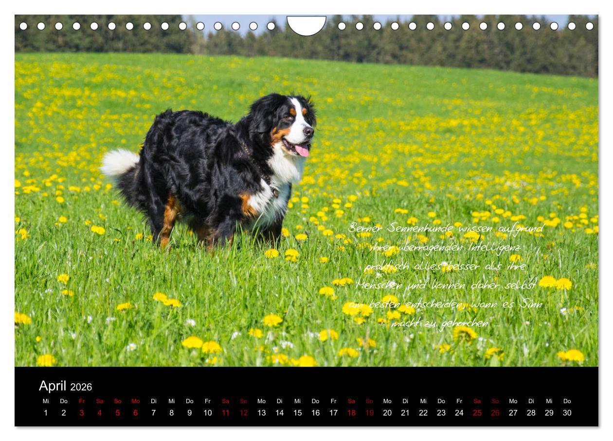 Beispielinhalt (Bild) So ist er. Der Berner Sennenhund (Wandkalender 2026 DIN A4 quer), CALVENDO Monatskalender
