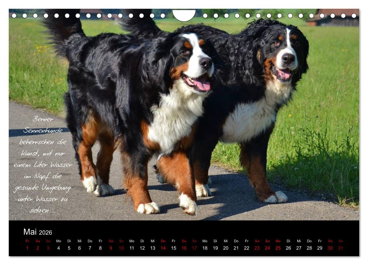 Beispielinhalt (Bild) So ist er. Der Berner Sennenhund (Wandkalender 2026 DIN A4 quer), CALVENDO Monatskalender