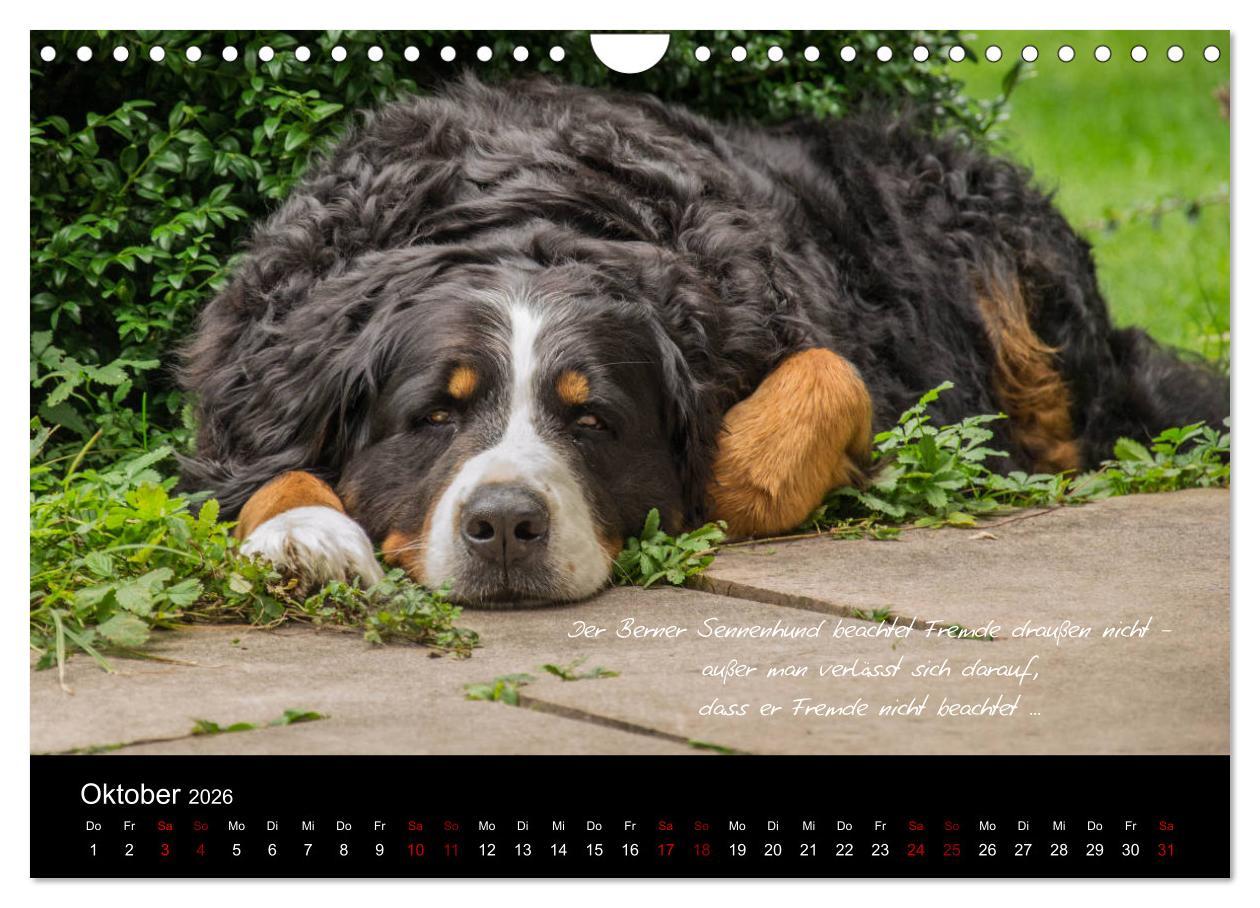 Beispielinhalt (Bild) So ist er. Der Berner Sennenhund (Wandkalender 2026 DIN A4 quer), CALVENDO Monatskalender