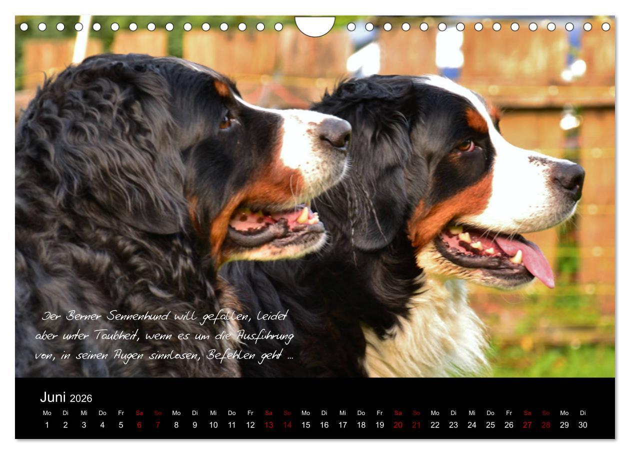 Beispielinhalt (Bild) So ist er. Der Berner Sennenhund (Wandkalender 2026 DIN A4 quer), CALVENDO Monatskalender
