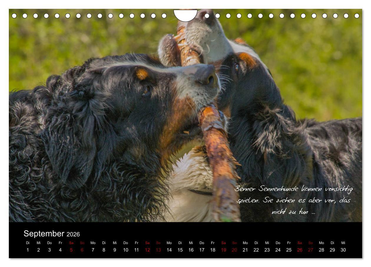 Beispielinhalt (Bild) So ist er. Der Berner Sennenhund (Wandkalender 2026 DIN A4 quer), CALVENDO Monatskalender