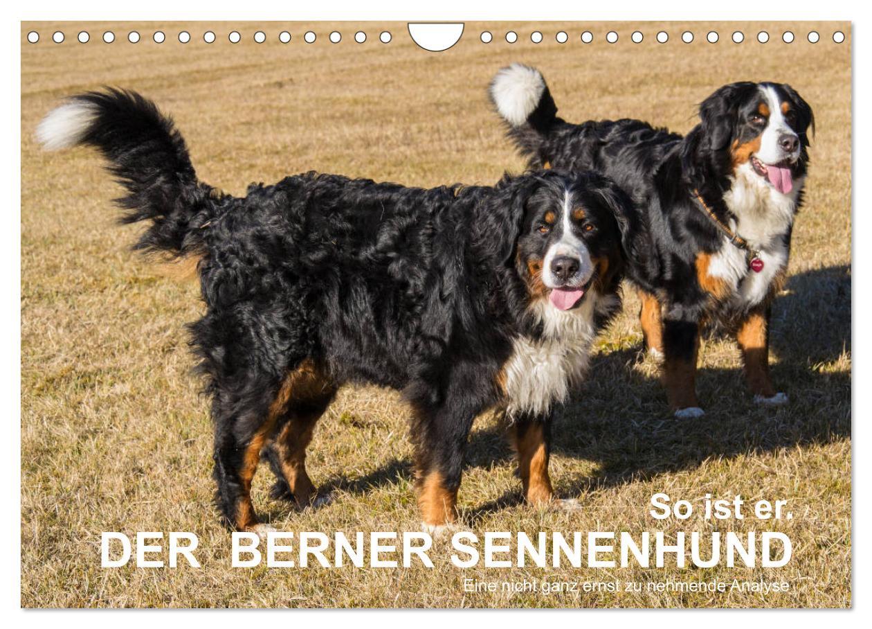 Vorderes Coverbild So ist er. Der Berner Sennenhund (Wandkalender 2026 DIN A4 quer), CALVENDO Monatskalender