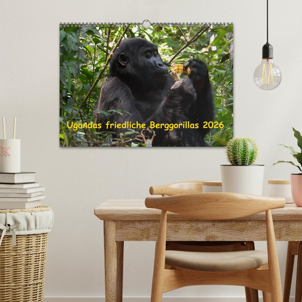 Beispielinhalt (Bild) Ugandas friedliche Berggorillas (Wandkalender 2026 DIN A3 quer), CALVENDO Monatskalender