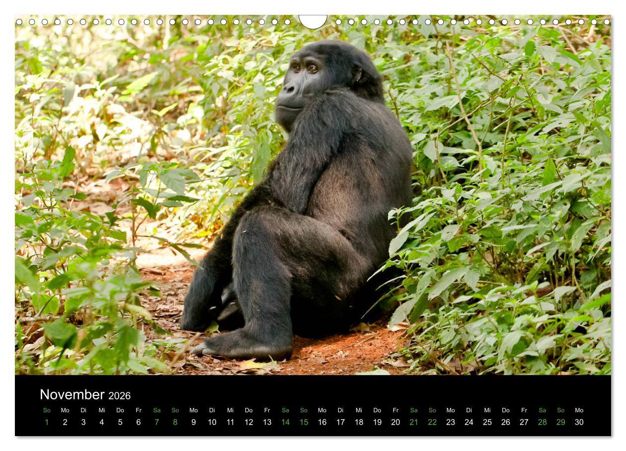 Beispielinhalt (Bild) Ugandas friedliche Berggorillas (Wandkalender 2026 DIN A3 quer), CALVENDO Monatskalender