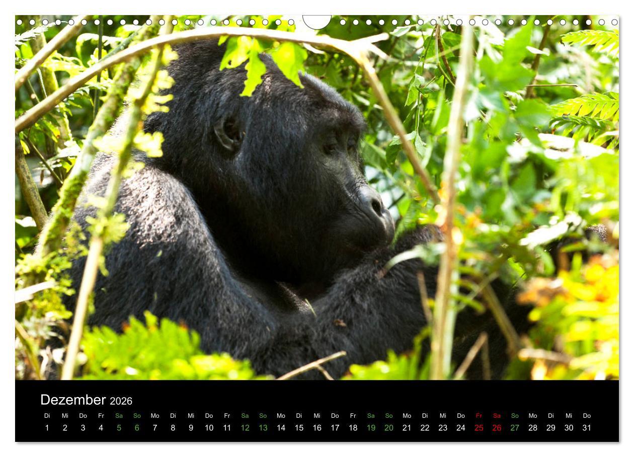 Beispielinhalt (Bild) Ugandas friedliche Berggorillas (Wandkalender 2026 DIN A3 quer), CALVENDO Monatskalender