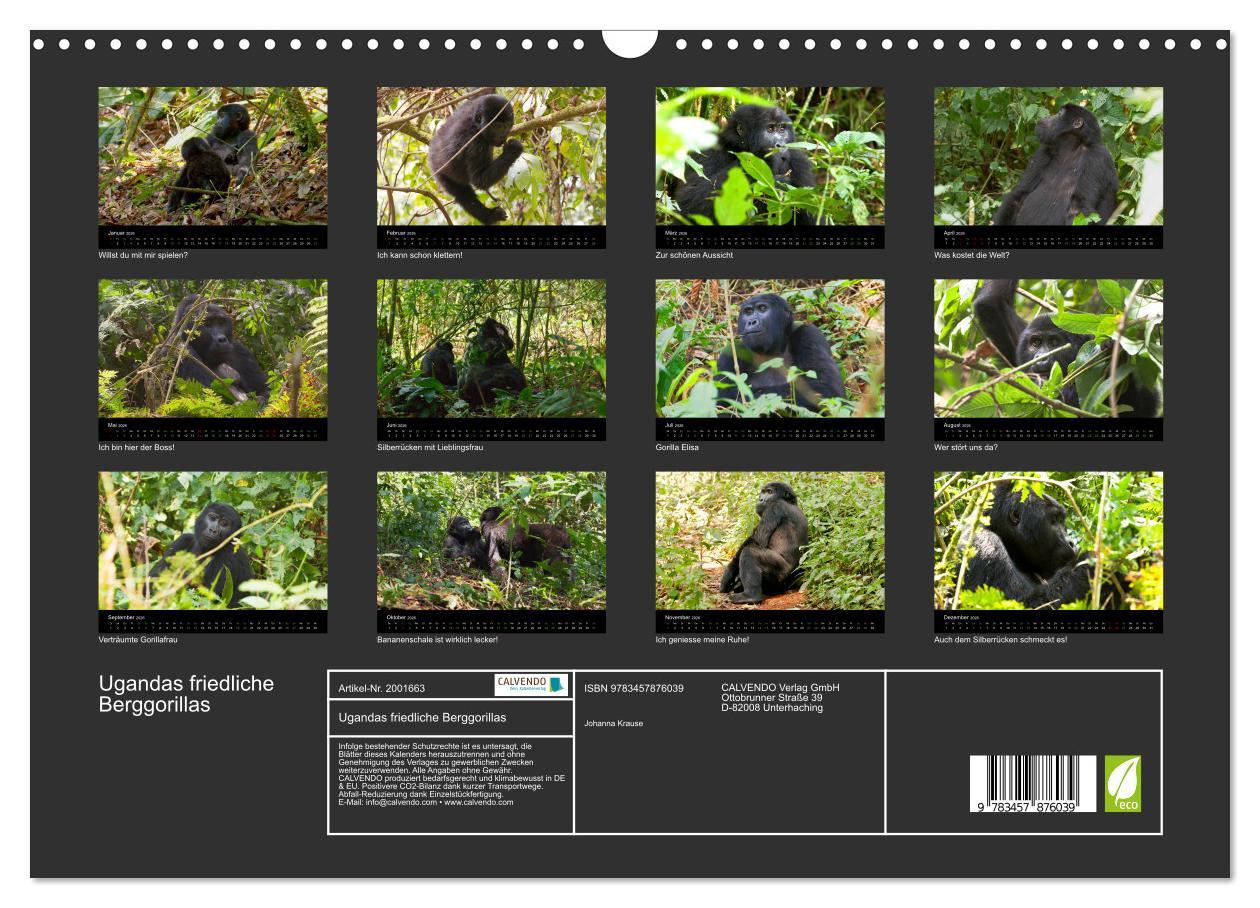 Beispielinhalt (Bild) Ugandas friedliche Berggorillas (Wandkalender 2026 DIN A3 quer), CALVENDO Monatskalender