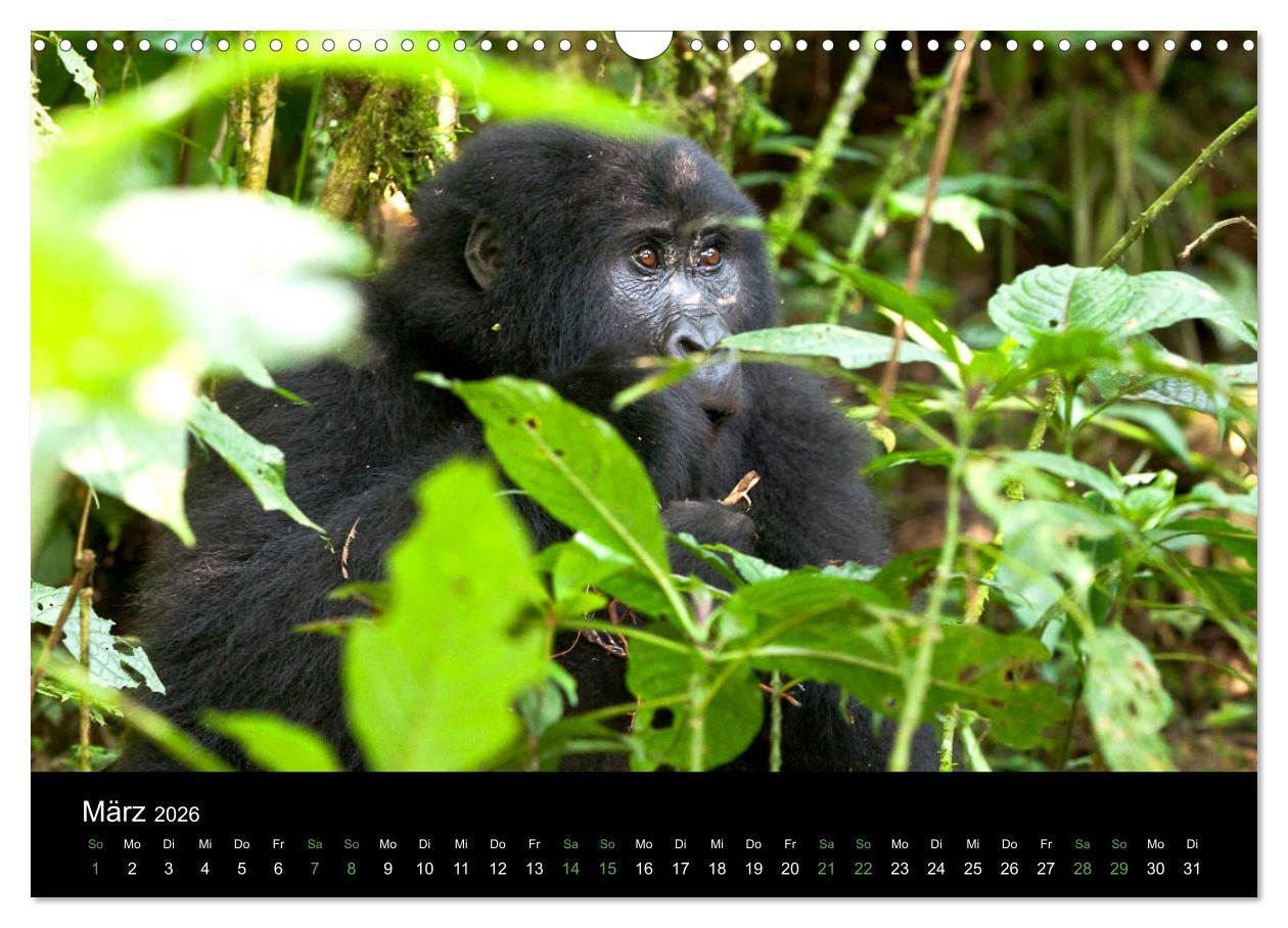 Beispielinhalt (Bild) Ugandas friedliche Berggorillas (Wandkalender 2026 DIN A3 quer), CALVENDO Monatskalender