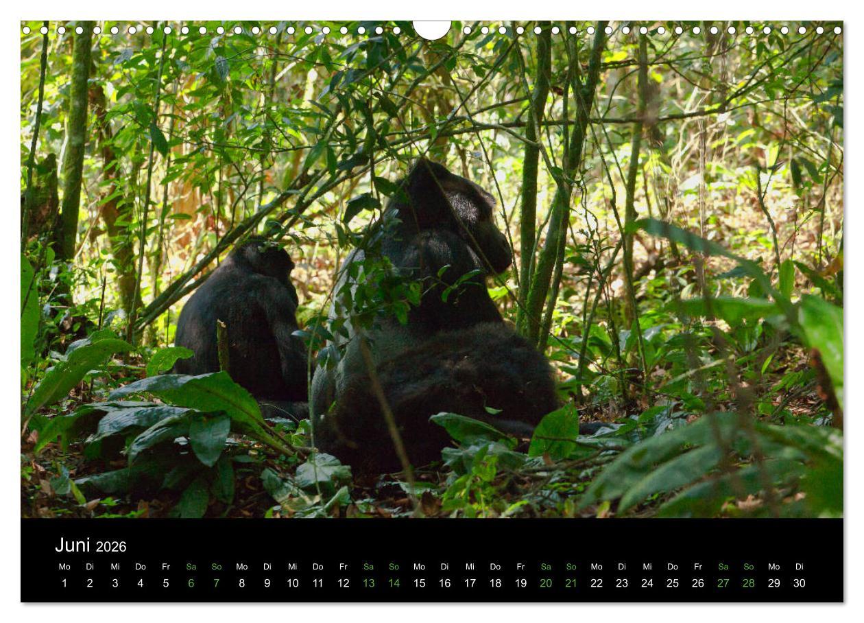 Beispielinhalt (Bild) Ugandas friedliche Berggorillas (Wandkalender 2026 DIN A3 quer), CALVENDO Monatskalender