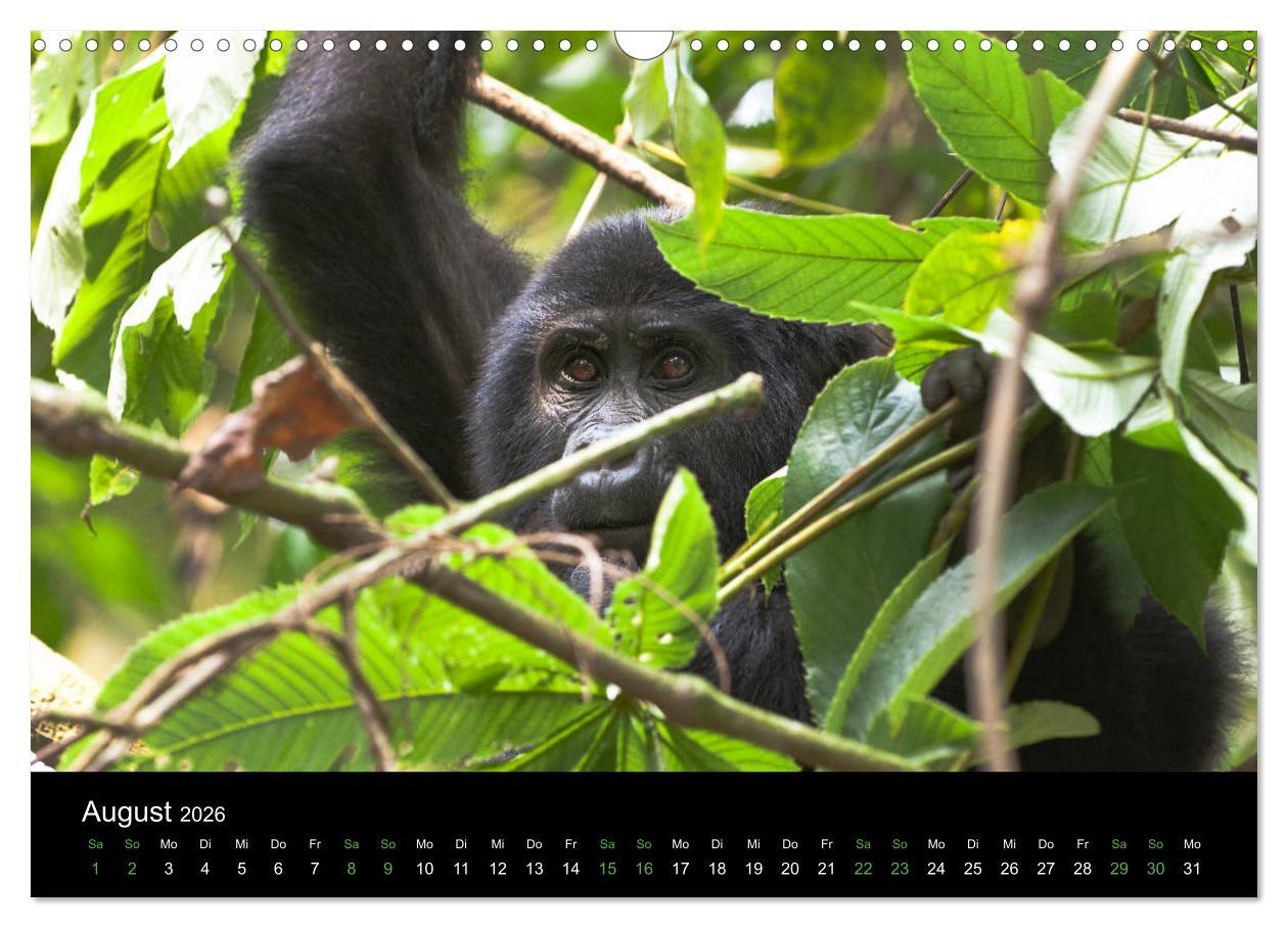 Beispielinhalt (Bild) Ugandas friedliche Berggorillas (Wandkalender 2026 DIN A3 quer), CALVENDO Monatskalender