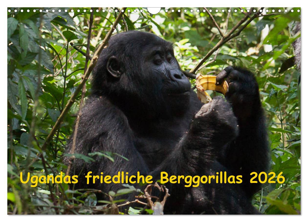 Vorderes Coverbild Ugandas friedliche Berggorillas (Wandkalender 2026 DIN A3 quer), CALVENDO Monatskalender