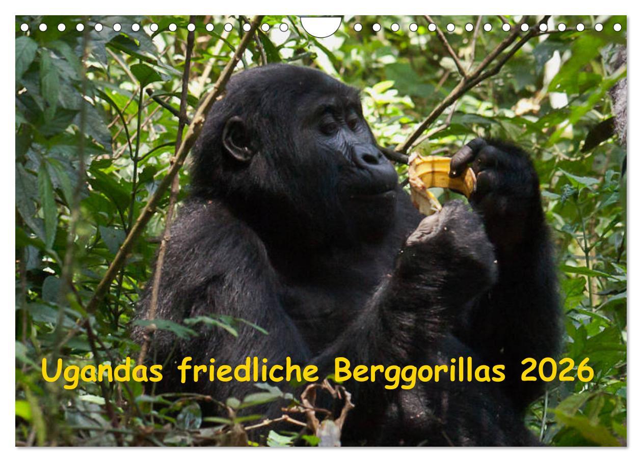 Vorderes Coverbild Ugandas friedliche Berggorillas (Wandkalender 2026 DIN A4 quer), CALVENDO Monatskalender
