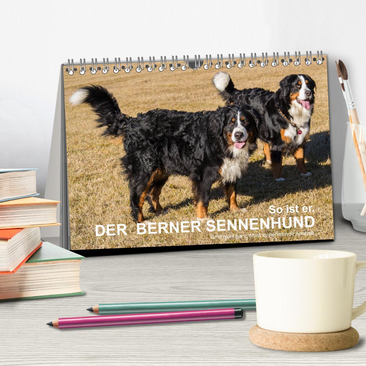 Beispielinhalt (Bild) So ist er. Der Berner Sennenhund (Tischkalender 2026 DIN A5 quer), CALVENDO Monatskalender