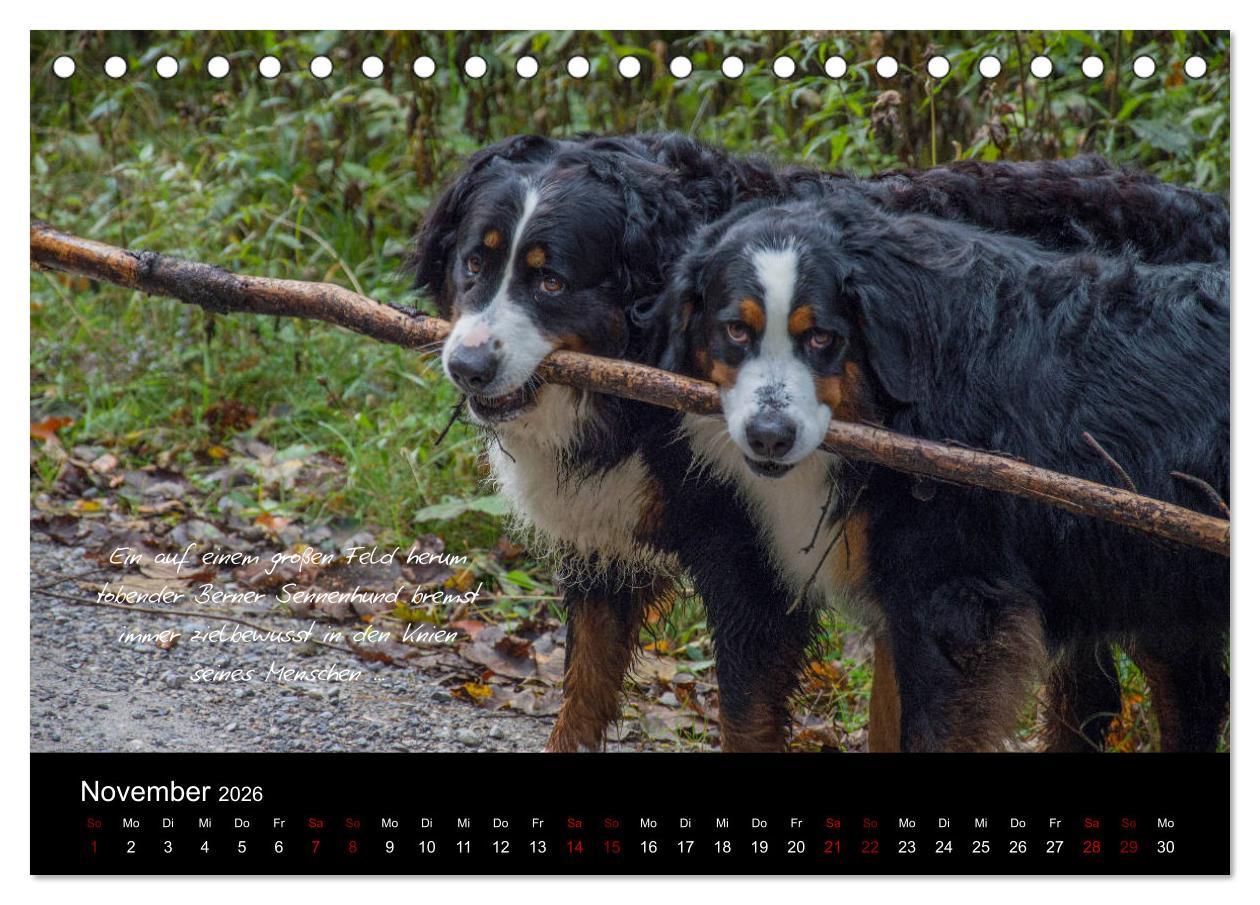 Beispielinhalt (Bild) So ist er. Der Berner Sennenhund (Tischkalender 2026 DIN A5 quer), CALVENDO Monatskalender