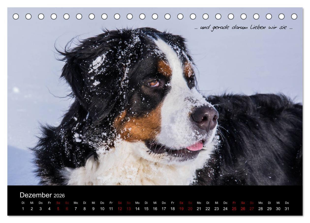 Beispielinhalt (Bild) So ist er. Der Berner Sennenhund (Tischkalender 2026 DIN A5 quer), CALVENDO Monatskalender